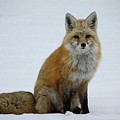 Cascade Red Fox