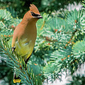 Cedar Waxwing
