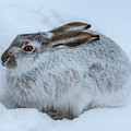Snowshoe Hare